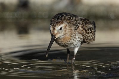 Dunlin