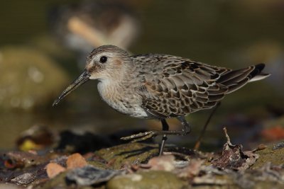 Dunlin