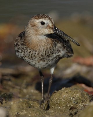 Dunlin