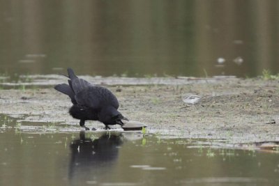 Carrion crow, cracking a swan mussel