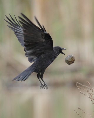 Carrion crow, cracking a swan mussel