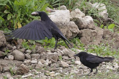 Carrion crow, cracking a swan mussel
