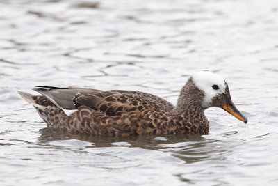 Gadwall, female (leucistic)