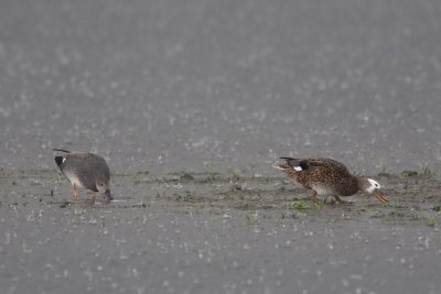 Gadwall, male and female