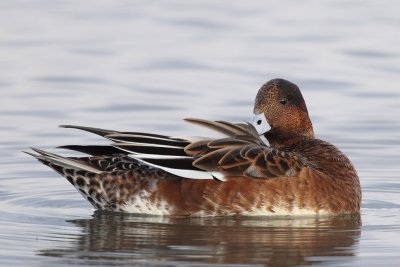 Wigeon