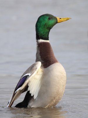 Mallard, male