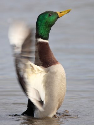 Mallard, male