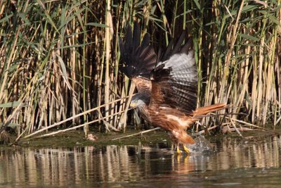 Red Kite, trying for a fish/frog