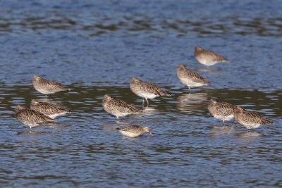 Bar-Tailed Godwit