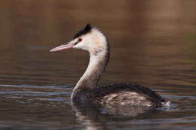 Great Crested Grebe, basic plumage