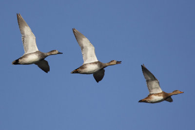 Gadwall
