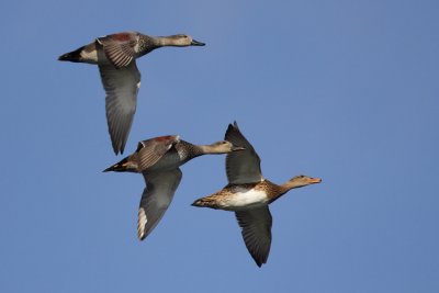 Gadwall