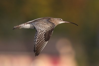 Eurasian curlew