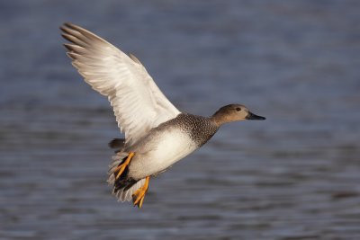 Gadwall