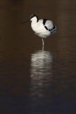Pied Avocet