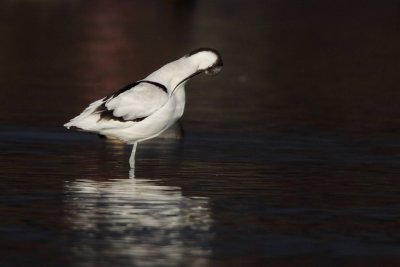 Pied Avocet