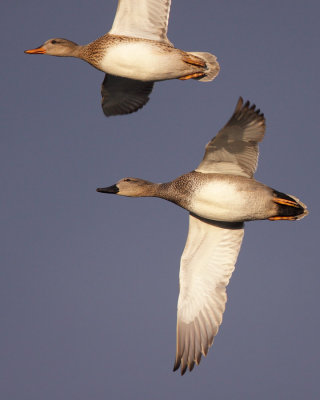 Gadwall
