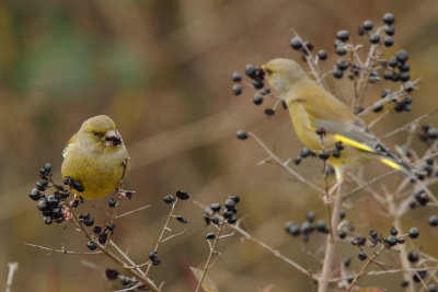 European Greenfinch