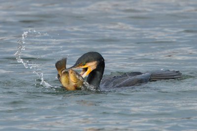 Cormorant