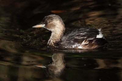 Little grebe, basic plumage