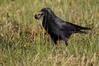 Carrion Crow - Feeding