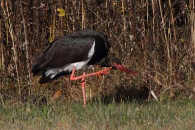 Black Stork, adult