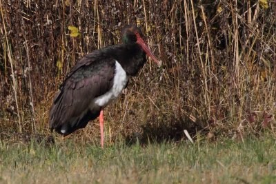 Black Stork, adult