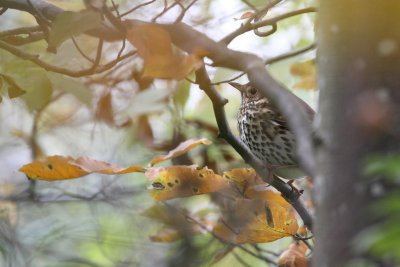 Song Thrush