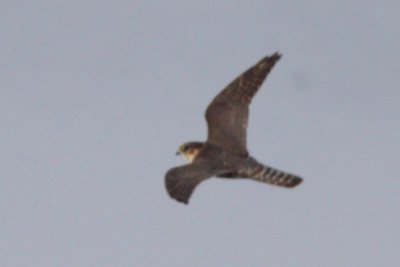 Merlin, female (crop)