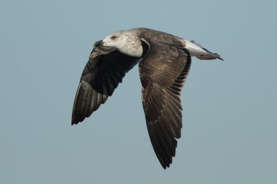 Lesser black-backed gull