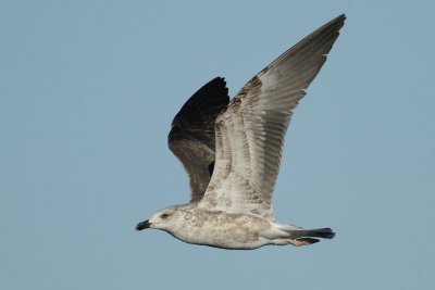 Lesser black-backed gull