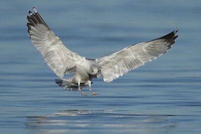 Herring Gull