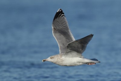 Herring Gull