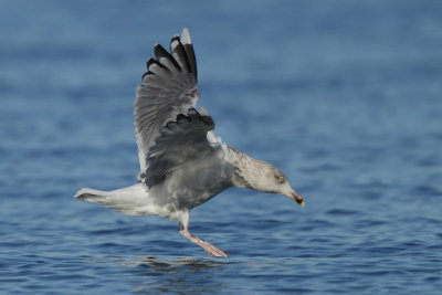 Herring Gull