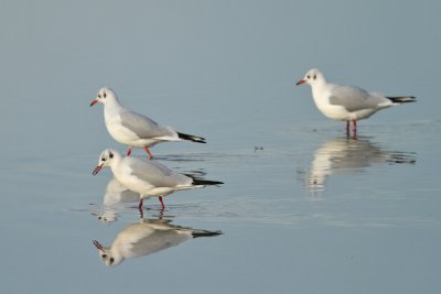 Black-Headed gull - Group