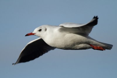 Black-headed gull