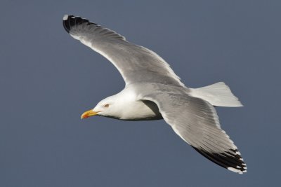 Yellow-legged Gull - In Flight