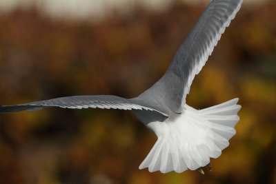 Yellow-legged gull