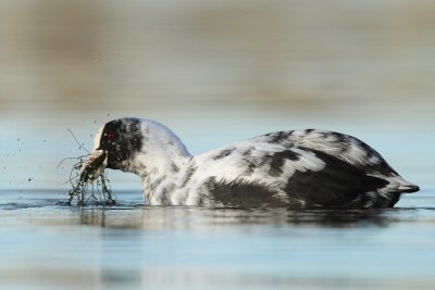 Leucistic Coot