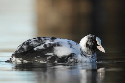 Leucistic Coot