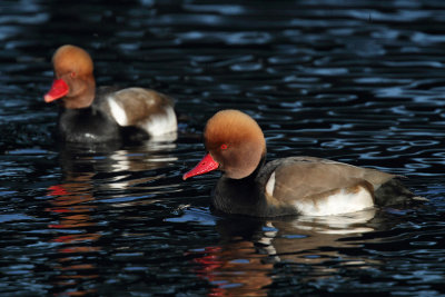 Red-crested Pochard, males