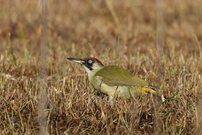 Green Woodpecker