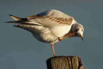 Black-headed gull