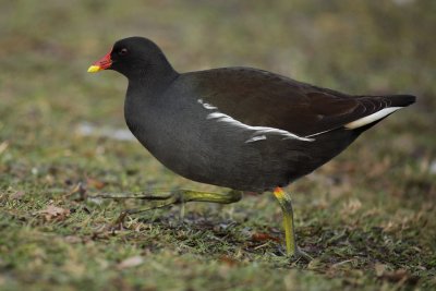 Common Moorhen