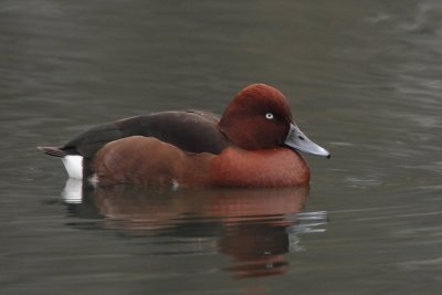 Ferruginous Duck, male