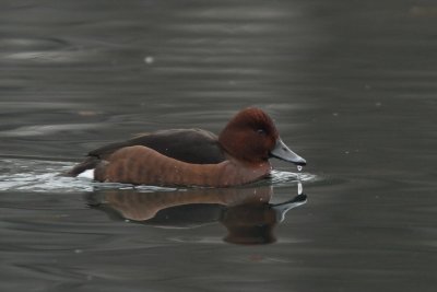 Ferruginous Duck, female