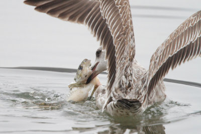 Yellow-legged gull