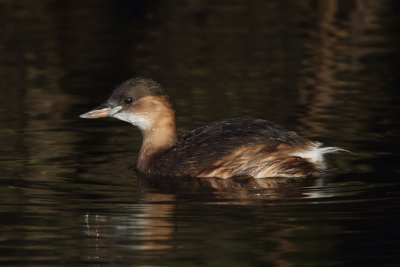 Little grebe, basic plumage