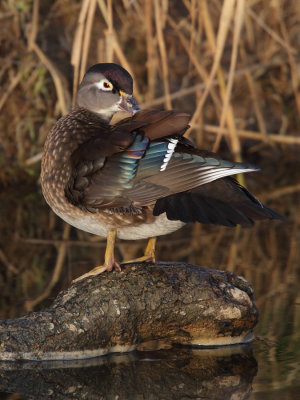 Wood Duck, female