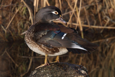 Wood Duck, female